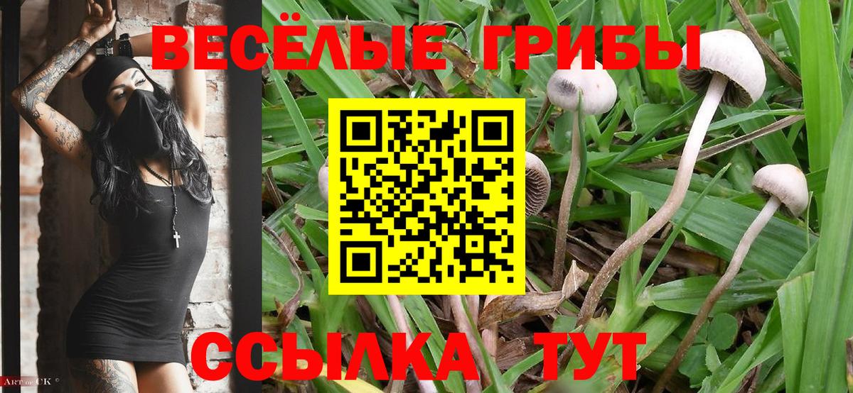Галлюциногенные грибы прущие грибы Дербент